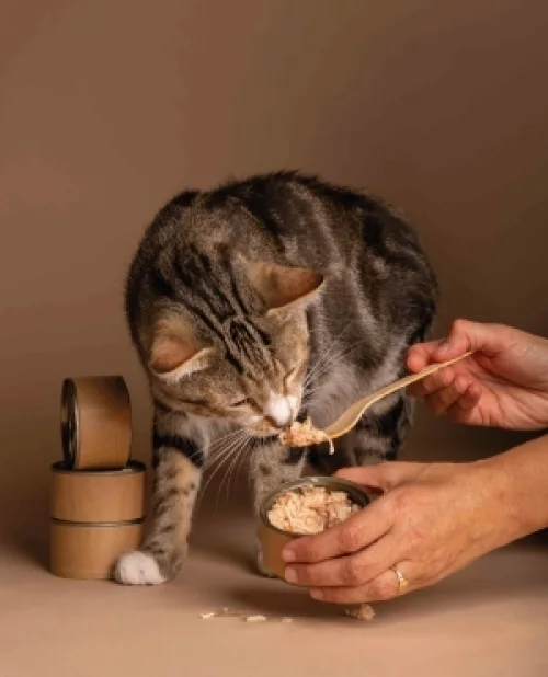 10% desconto em produtos para gato