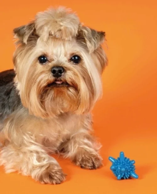 25% Desconto em produtos para cão